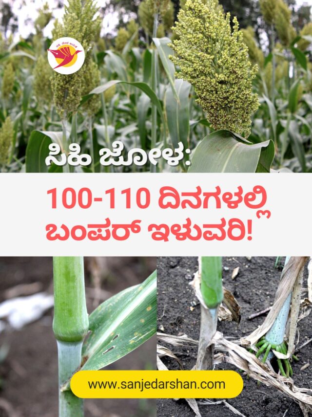ಸಿಹಿ ಜೋಳ: 100-110 ದಿನಗಳಲ್ಲಿ ಬಂಪರ್ ಇಳುವರಿ!